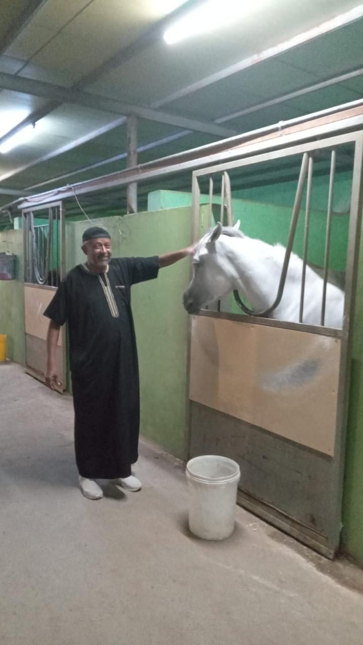 At the Horse stable