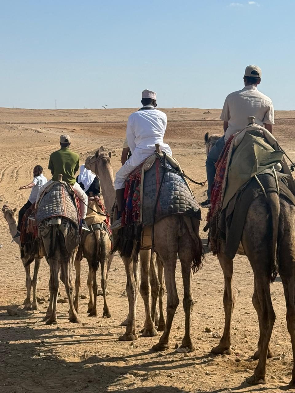 Camel riding at the Pyramids